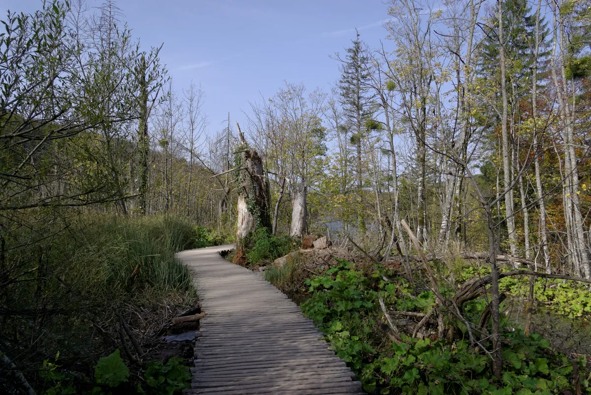 Wooden boardwalk across the lakes at Plitvice, Croatia